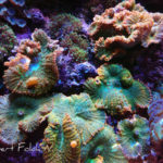 Corals